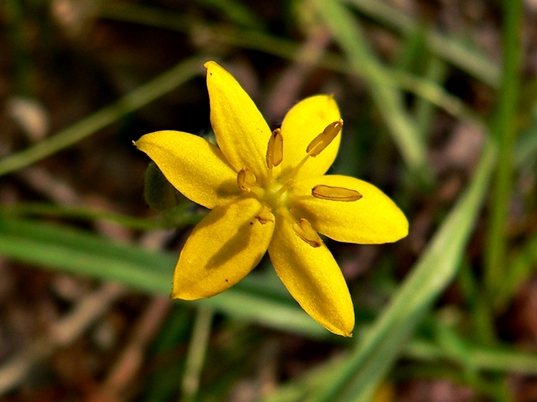 {Hypoxis hirsuta}